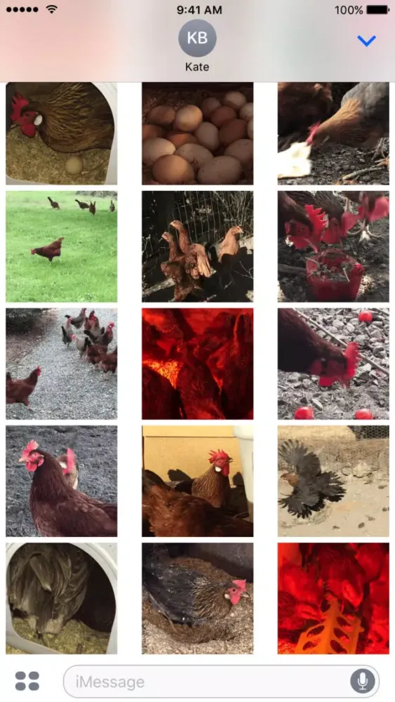 صور Chicken GIFs