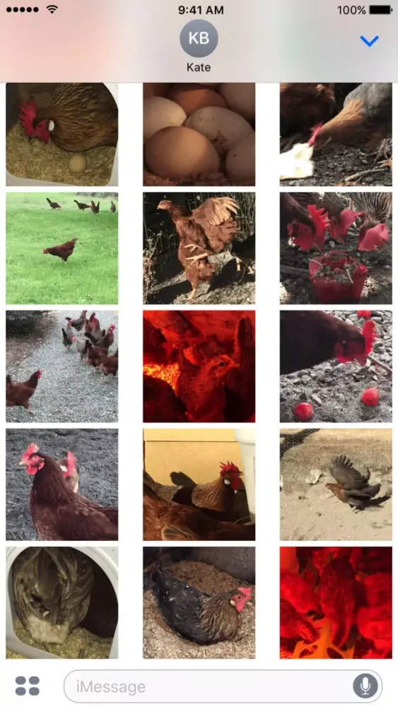 صور Chicken GIFs