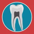 Dental Corpus Primary