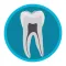 Dental Corpus Anatomy