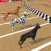 Dog Race Game: Dog Racing 3D