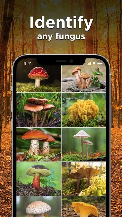 Mushroom ID: Fungus Identifier应用截图