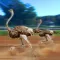 Ostrich Racing 3D Simulator