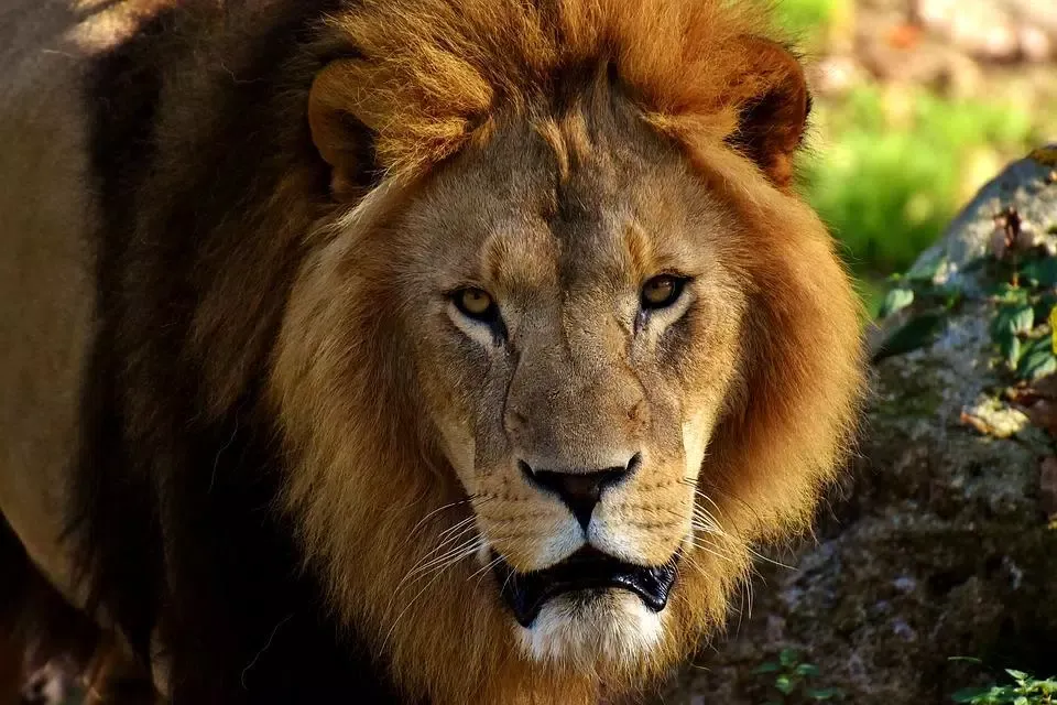 Magic Animal voice Game---No Adds Screenshots