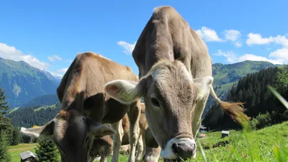 Point Farm Animals应用截图