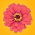 Spring Flowers Stickers for iMessage