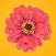 Spring Flowers Stickers for iMessage