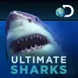 Ultimate Sharks Free Ultimate Sharks Free