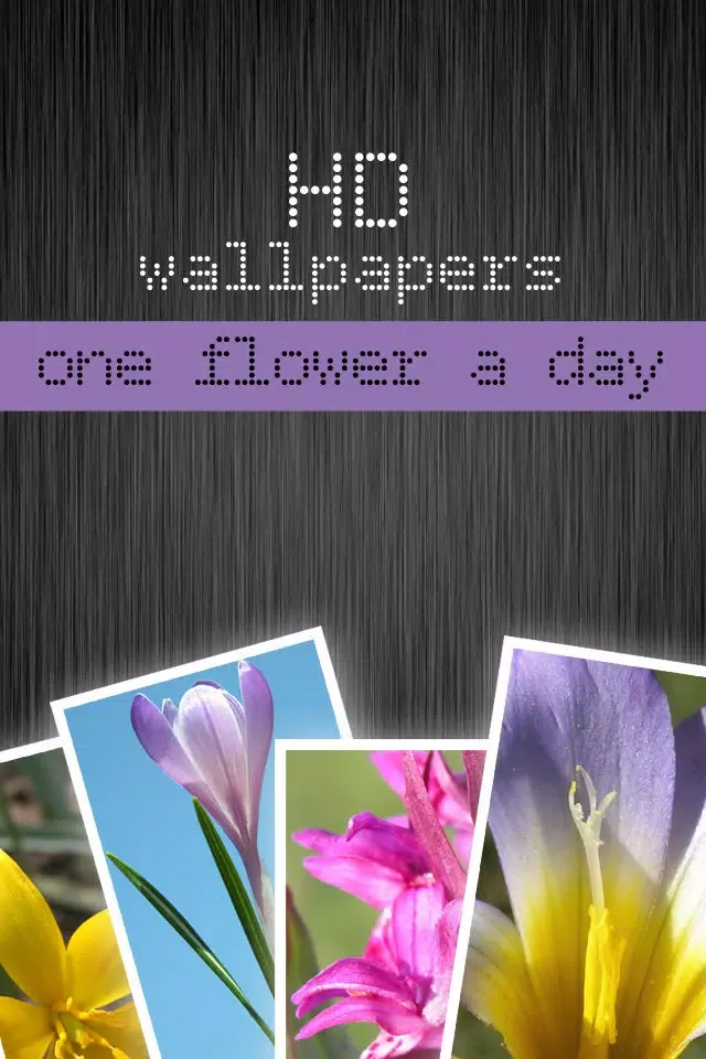 HD flower wallpapers - one flower a day (Retina display)应用截图