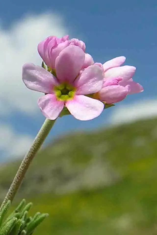 HD flower wallpapers - one flower a day (Retina display)应用截图