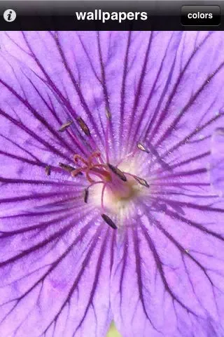 HD flower wallpapers - one flower a day (Retina display)应用截图