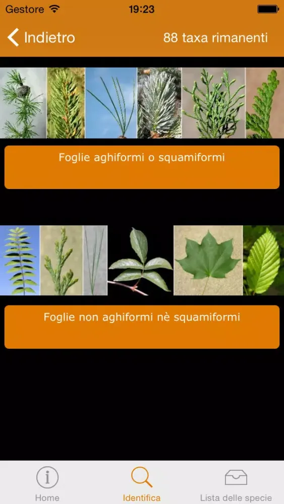 تصاویر Conoscere e riconoscere gli alberi dell’Orto Botanico di Torino