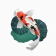 Koi Carp Stickers