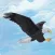 Exotic Bird Stickers