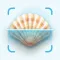 Sea Shell Identifier & Guide