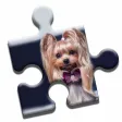 Yorkshire Terrier Puzzle Yorkshire Terrier Puzzle