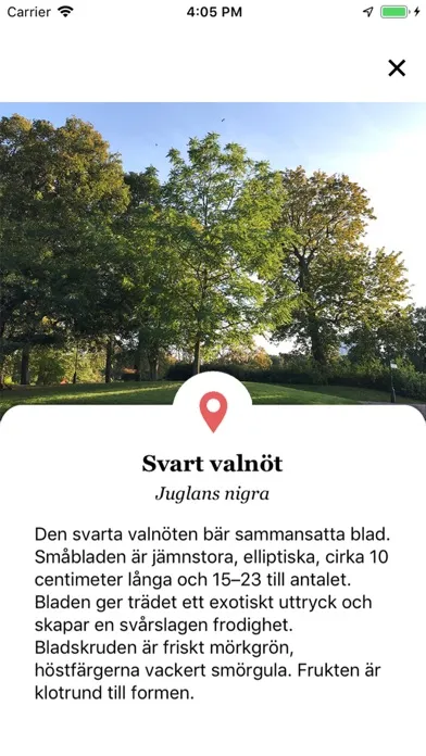 Tangkapan skrin Träd i Malmö