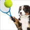 Dog Tennis - Fun Game