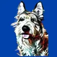 Doggone Dogs
