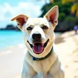 DoggyAI - AI Image Generator