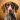 Greman Shorthaired Pointer