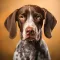Greman Shorthaired Pointer