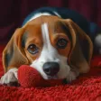 Hound Dog Simulator