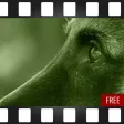 DogSocial Dog Training FREE - Teaching the Basic Commands DogSocial Dog Training FREE - Teaching the Basic Commands