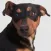 Dog Sounds - Collection