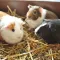 Guinea Pig Guide