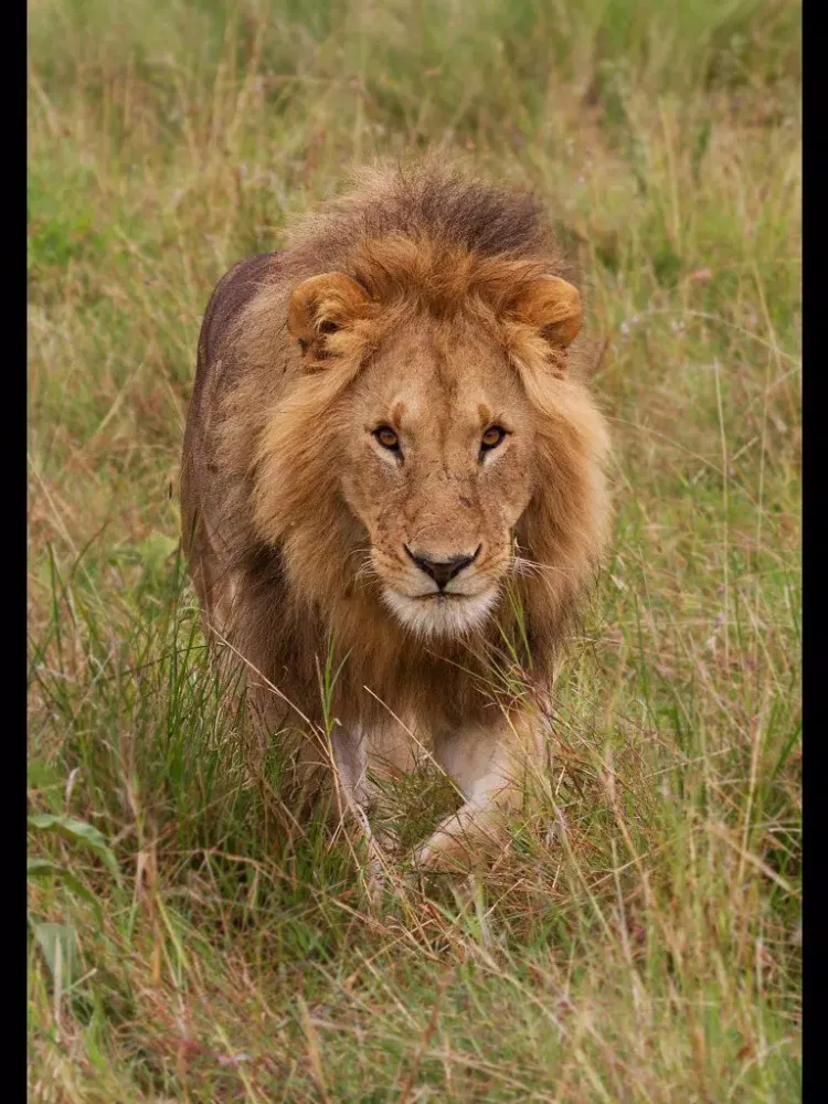 Tangkapan skrin Rick's Big Cats - Wallpaper from Photographer Rick Sammon iPad 