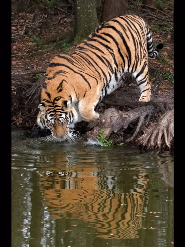 Tangkapan skrin Rick's Big Cats - Wallpaper from Photographer Rick Sammon iPad 