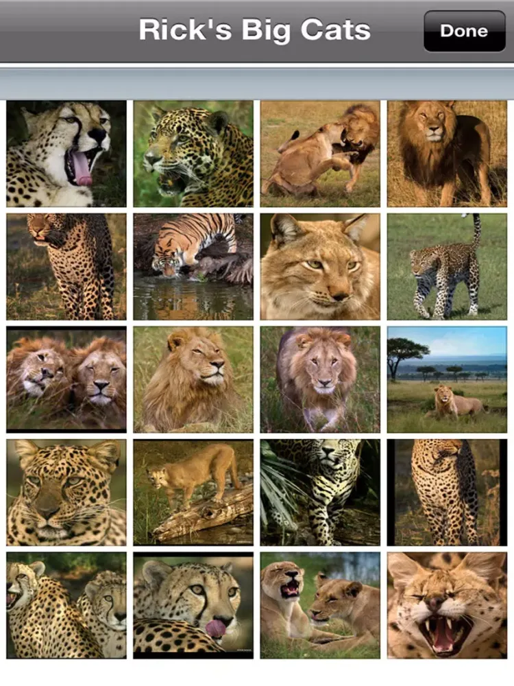 Tangkapan skrin Rick's Big Cats - Wallpaper from Photographer Rick Sammon iPad 
