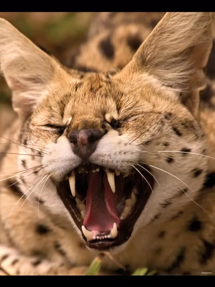 Tangkapan skrin Rick's Big Cats - Wallpaper from Photographer Rick Sammon iPad 