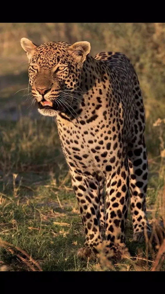 Tangkapan skrin Rick's Big Cats - Wallpaper from Photographer Rick Sammon