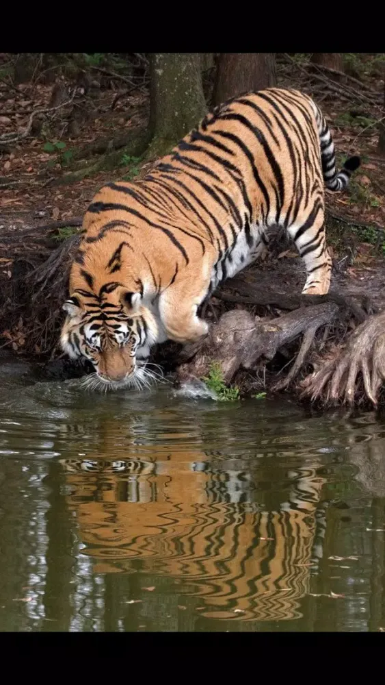 Tangkapan skrin Rick's Big Cats - Wallpaper from Photographer Rick Sammon