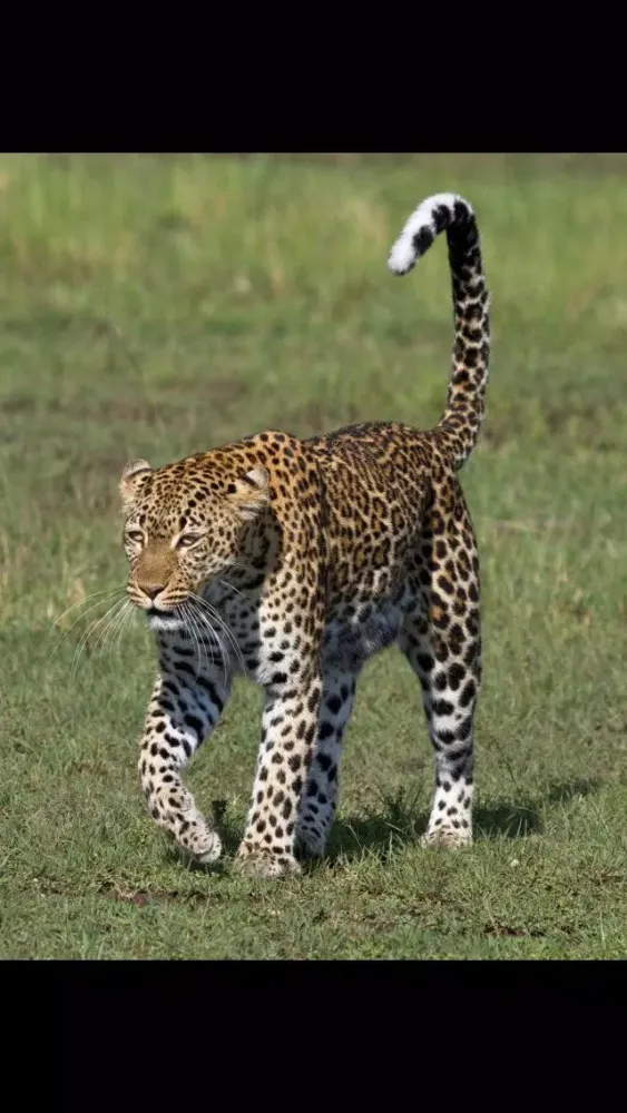 Tangkapan skrin Rick's Big Cats - Wallpaper from Photographer Rick Sammon