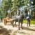 Donkey Master Parking Games
