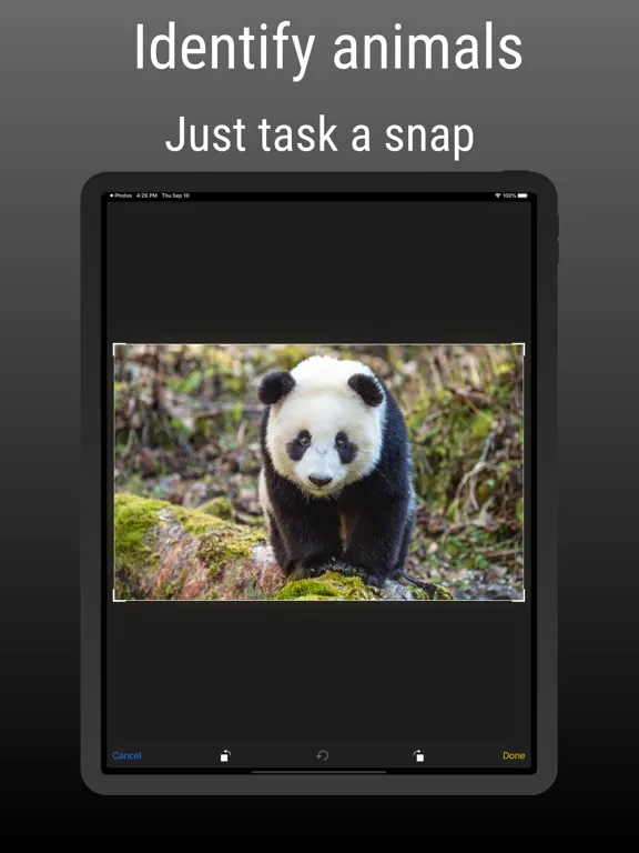 ianimal - animal Identifier iPad  سکرین شاٹس