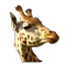 Camhebergement