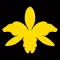 Orquidea