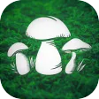Real Mushroom Hunting Simulato