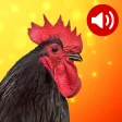 Animal Ringtones