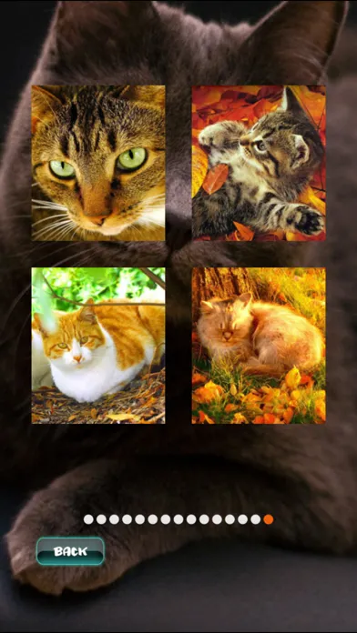 Скриншоты Cat Puzzles