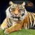 Hungry Wild Tiger 3D Simulator Game