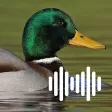 Hunting Calls: Duck
