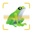 Frog Identifier Reptile ID