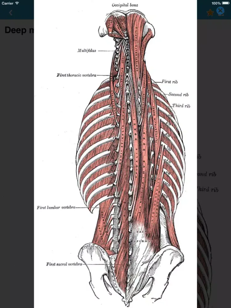 Gray's Anatomy 2014 iPad 應用截圖