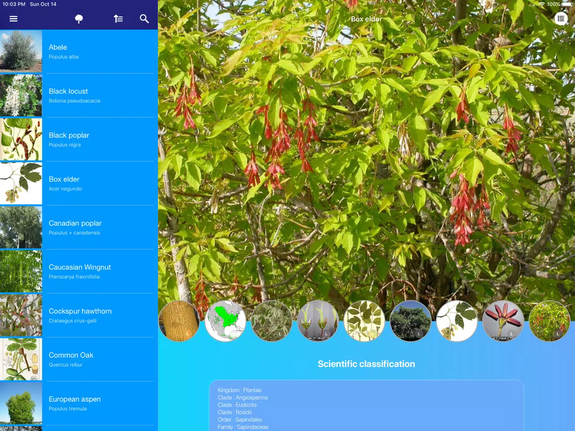 Screenshot di Trees 2.0 iPad 