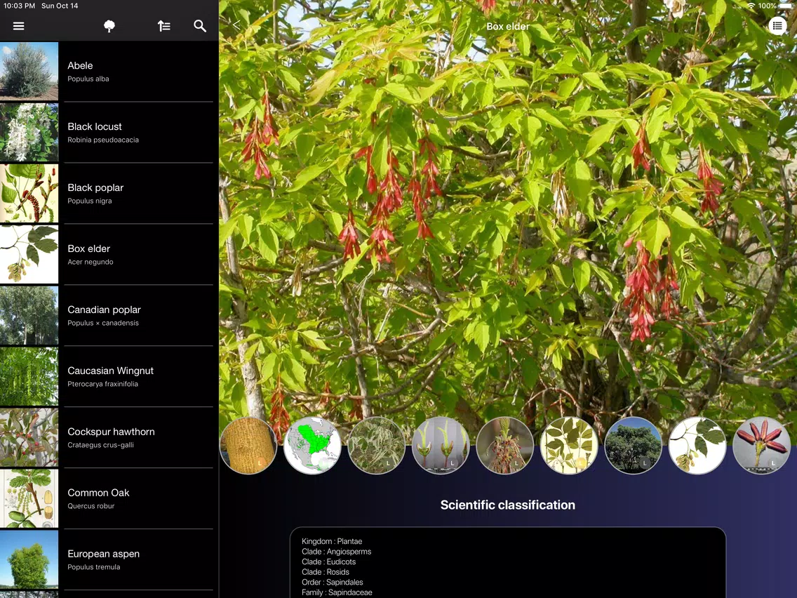 Screenshot di Trees 2.0 iPad 